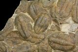 Plate Of Large Asaphid Trilobites - Spectacular Display #86537-3